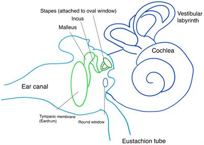 Non-invasive assessment of intracranial pressure through the eyes: current developments, limitations, and future directions